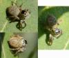 Carrhotus xanthogramma